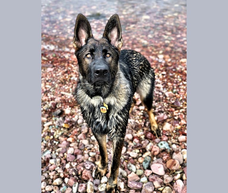 Photo of Booth vom Wahrsten, a German Shepherd Dog  in Illinois, USA