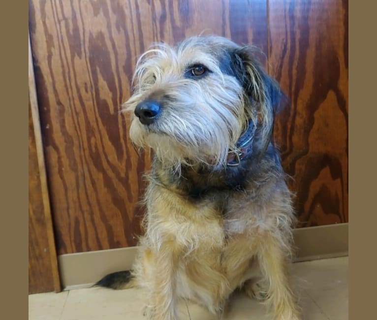 Dug, a Miniature Schnauzer and Beagle mix tested with EmbarkVet.com