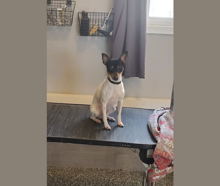 Dynasty toy fox terriers sale