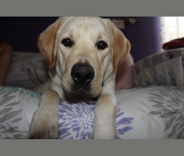 Dug, a Labrador Retriever tested with EmbarkVet.com