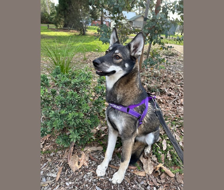 Rogue, a Siberian Husky and German Shepherd Dog mix tested with EmbarkVet.com