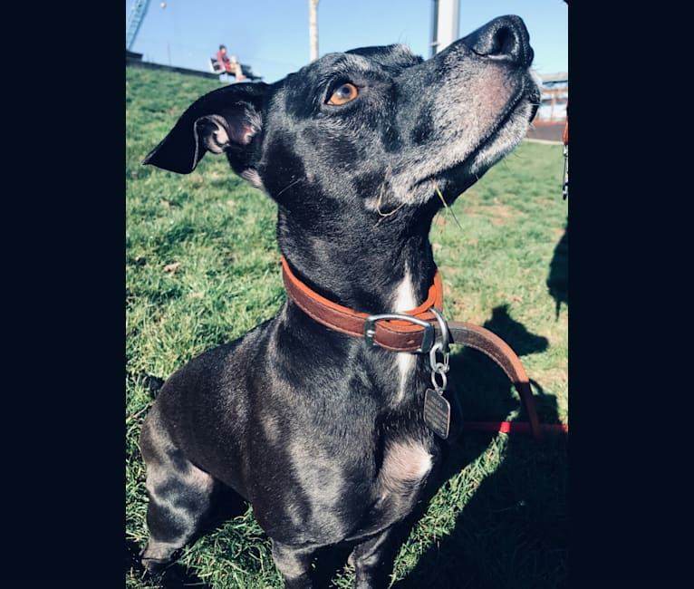 Diego, a Chihuahua and American Pit Bull Terrier mix tested with EmbarkVet.com