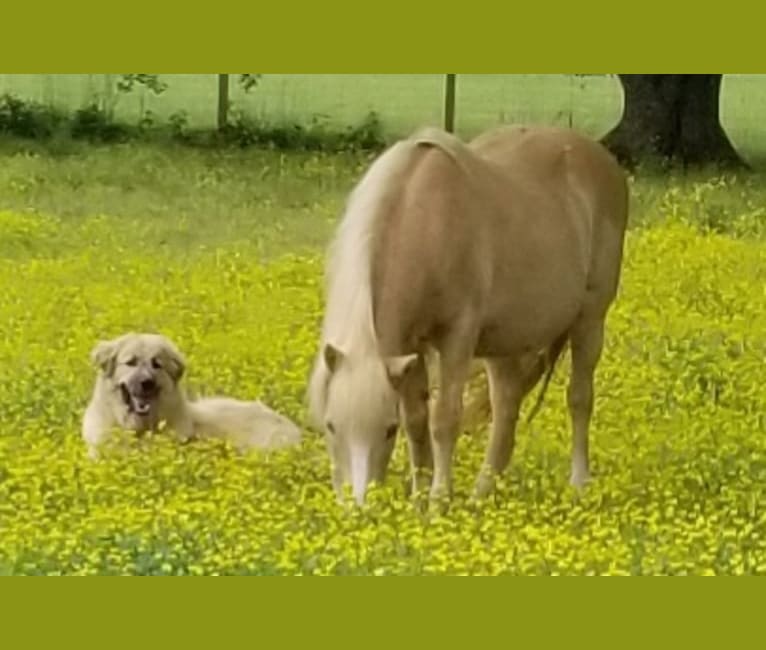 Photo of Rebel, a Great Pyrenees and Anatolian Shepherd Dog mix in Cope, SC, USA