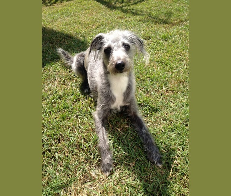 Joey, a Bedlington Terrier and Russell-type Terrier mix tested with EmbarkVet.com