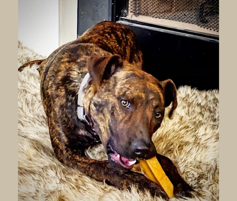 Embark Dog DNA Test Breed