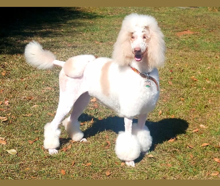 Cotton, a Poodle (Standard) tested with EmbarkVet.com