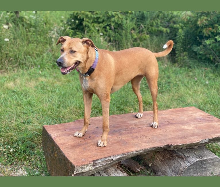 Redbone pitbull mix clearance