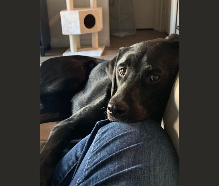 Labrador jindo mix shop