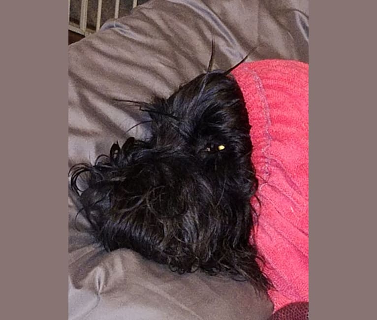 Sofie, a Black Russian Terrier tested with EmbarkVet.com