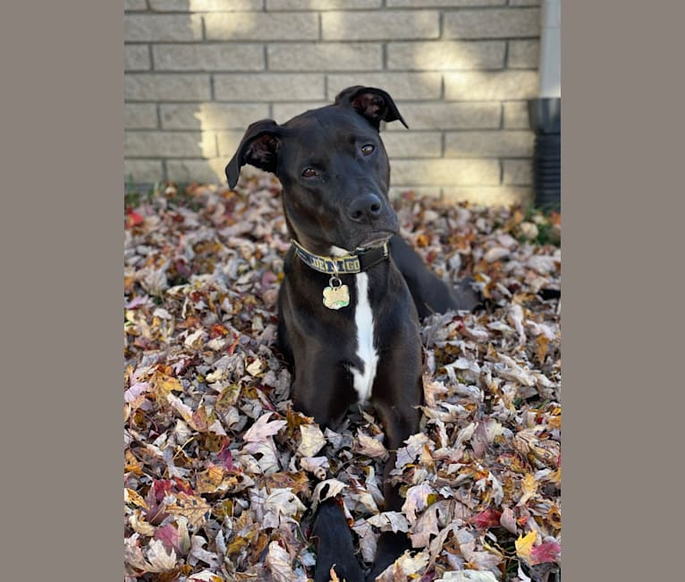 Axel, a Staffordshire Terrier and Rottweiler mix tested with EmbarkVet.com