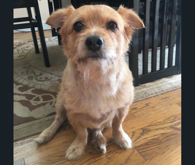 Chops, a Silky Terrier and Pomeranian mix tested with EmbarkVet.com
