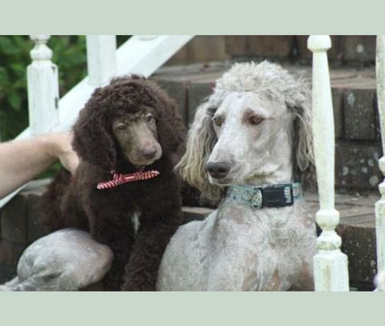 Photo of Paris, a Poodle (Standard)  in Orlando, FL, USA