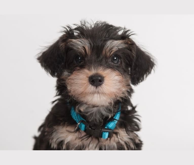 Bear, a Poodle (Small) and Dachshund mix tested with EmbarkVet.com