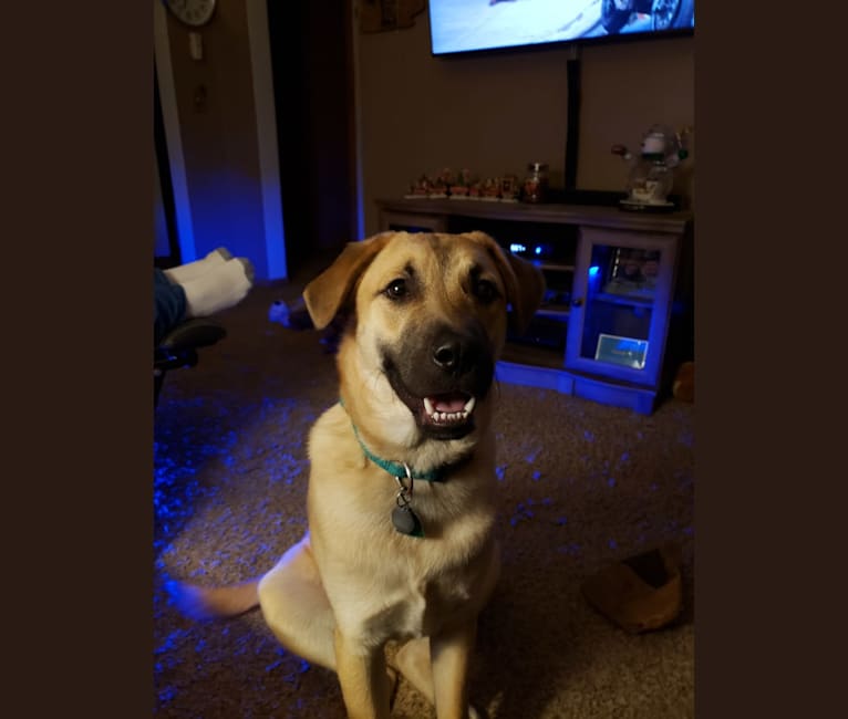 Anatolian shepherd best sale lab mix