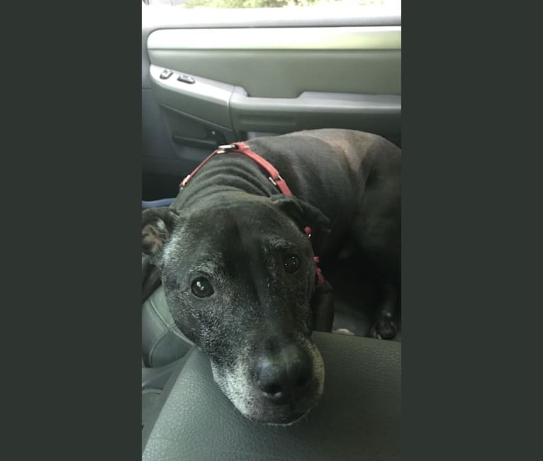 Photo of Shadow, an American Pit Bull Terrier and American Staffordshire Terrier mix in New York, USA