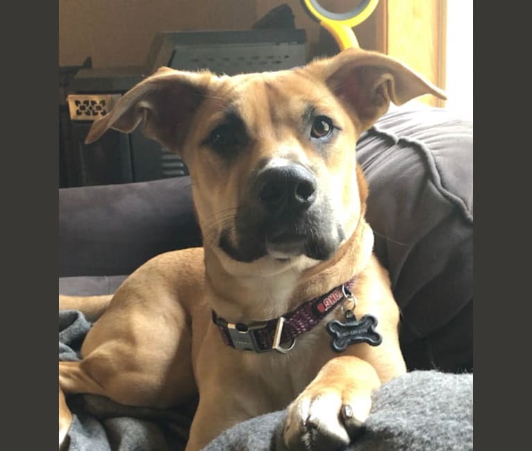 Ripley, a Boxer and Australian Cattle Dog mix tested with EmbarkVet.com