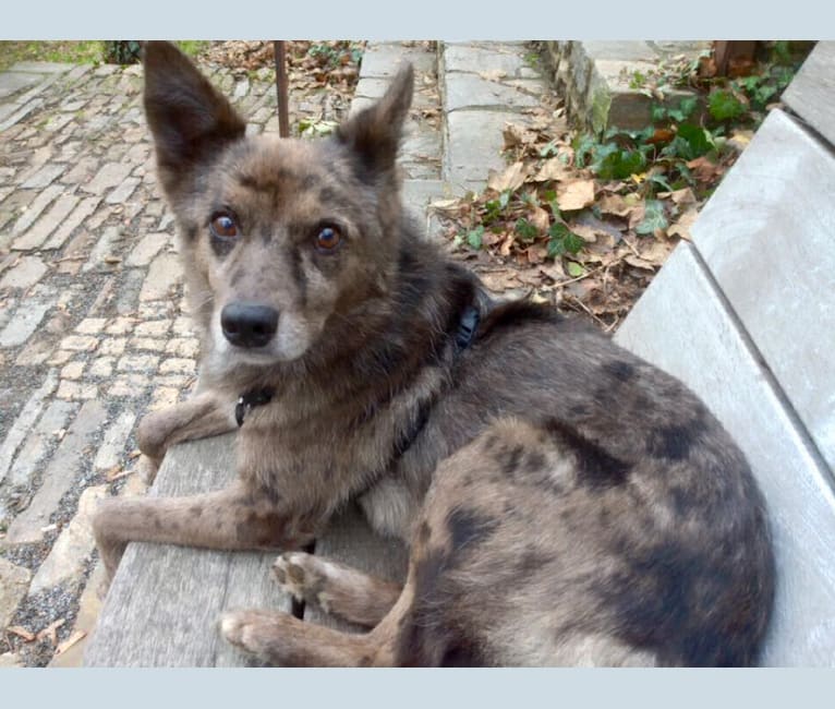 Šakal, an European Village Dog tested with EmbarkVet.com