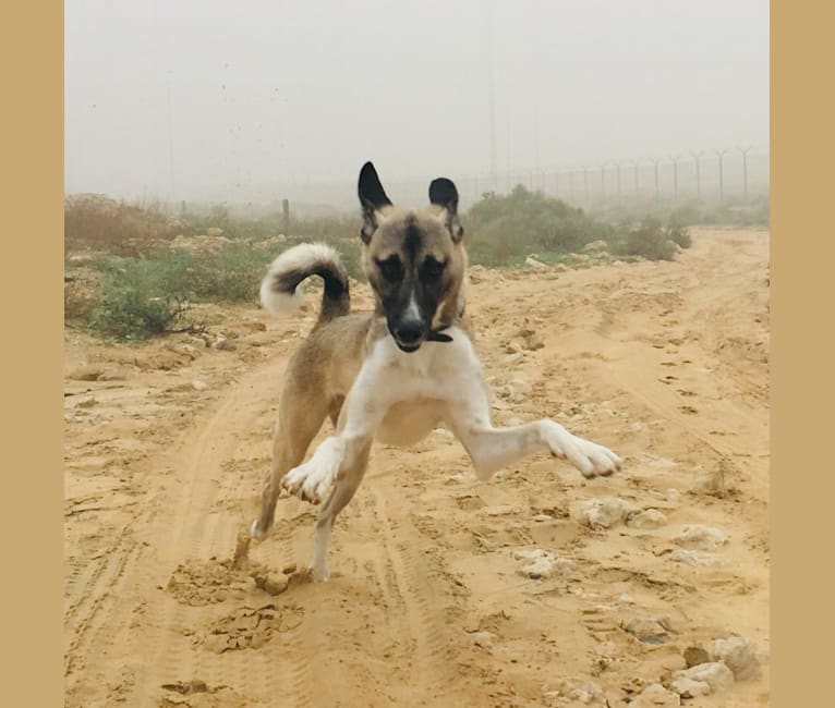 Photo of Ninja, an Arabian Village Dog  in Saudi Arabia