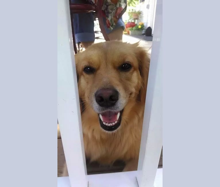 Embark Dog Dna Test Breed