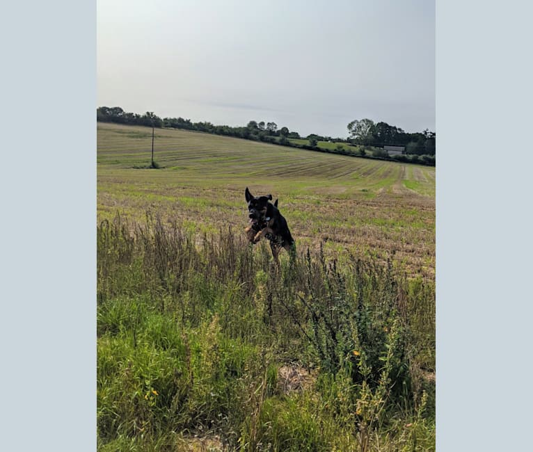 Photo of Regan, a Rottweiler and Bullmastiff mix in England, UK