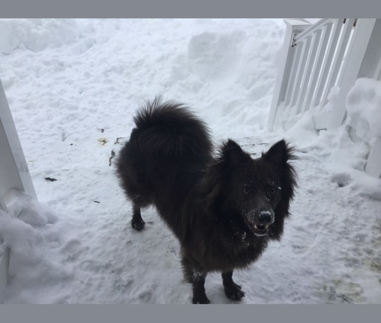 Photo of Butternut, a Pomeranian, Collie, and Mixed mix in Tennessee, USA