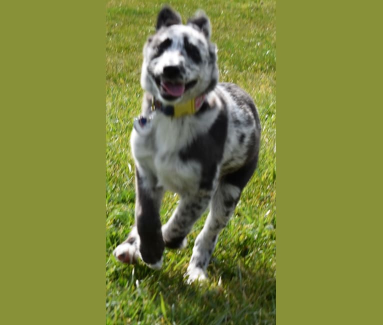 Averie, a Border Collie and German Shepherd Dog mix tested with EmbarkVet.com