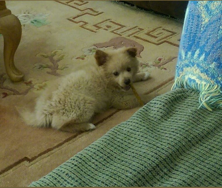 Piper, a Pomeranian and American Eskimo Dog mix tested with EmbarkVet.com