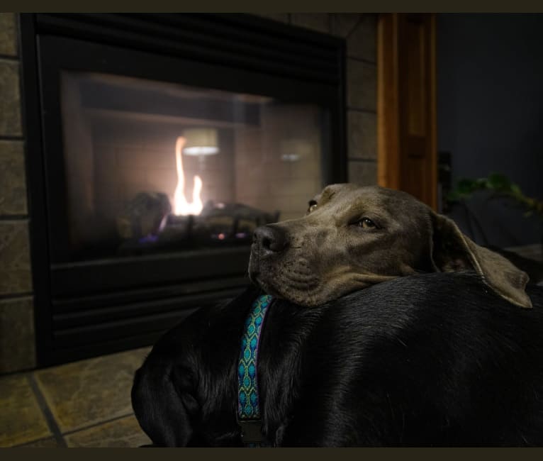 Sophie, a Labrador Retriever and American Pit Bull Terrier mix tested with EmbarkVet.com