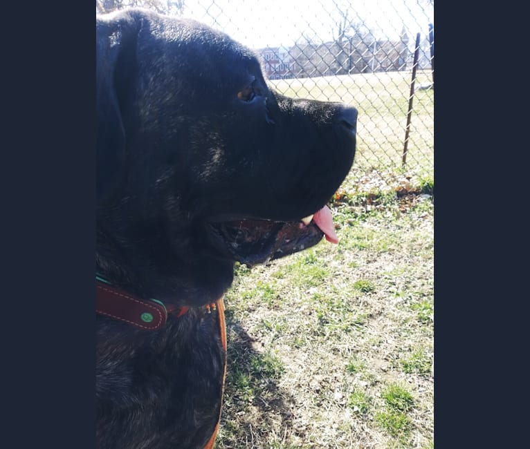 Photo of Izzy, a Mastiff  in Baltimore, Maryland, USA
