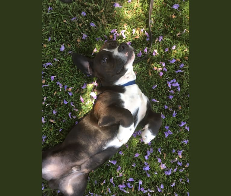 embark dog dna test breed