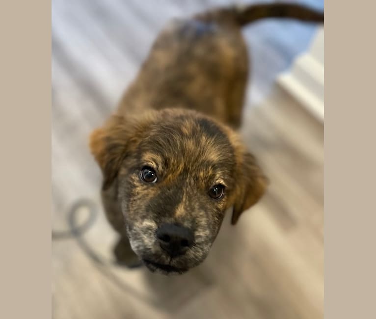 Rudder, a Labrador Retriever and Chow Chow mix tested with EmbarkVet.com