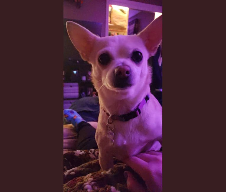 Photo of Funyun, a Chihuahua, Pekingese, and Pomeranian mix in Rochester, New York, USA