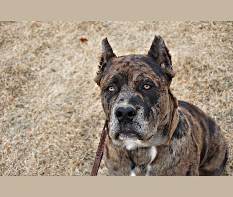 rottweiler king corso mix