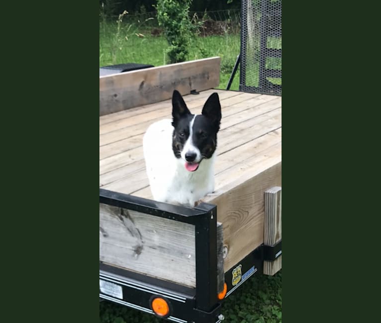 Daisy, an Australian Cattle Dog and Collie mix tested with EmbarkVet.com