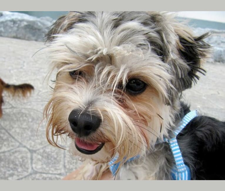 Bentley, a Maltese and Yorkshire Terrier mix tested with EmbarkVet.com