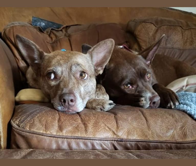 Coyote, a Boston Terrier and Labrador Retriever mix tested with EmbarkVet.com