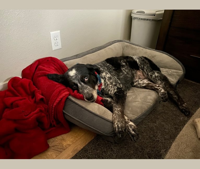 Riley, an English Springer Spaniel and Australian Cattle Dog mix tested with EmbarkVet.com
