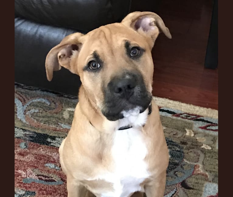 Chow chow x staffy sale