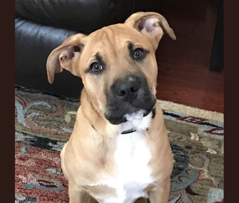 Thor, a Staffordshire Terrier and Chow Chow mix tested with EmbarkVet.com