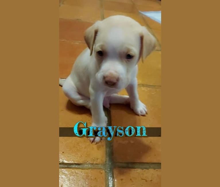 Photo of Grayson, an American Pit Bull Terrier, Labrador Retriever, Chow Chow, and Mixed mix in Texas, USA