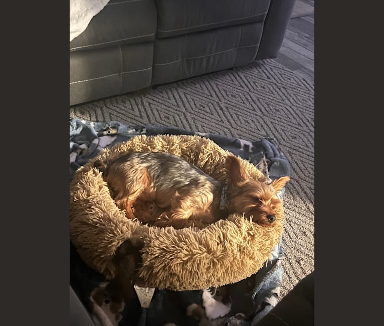 Photo of Oliver, a Silky Terrier  in Verona, Missouri, EE. UU.