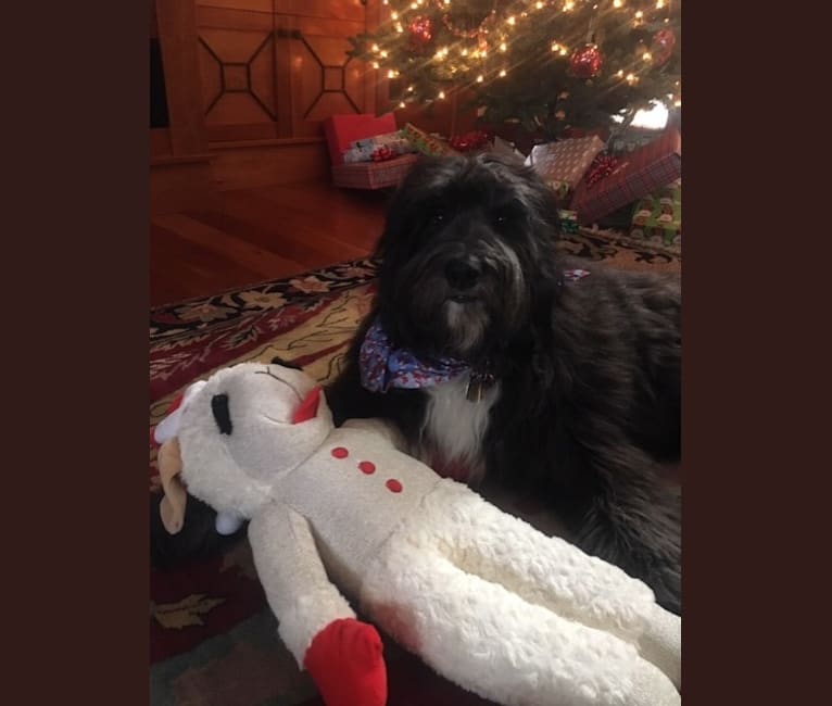 Julep, a Golden Retriever and Old English Sheepdog mix tested with EmbarkVet.com