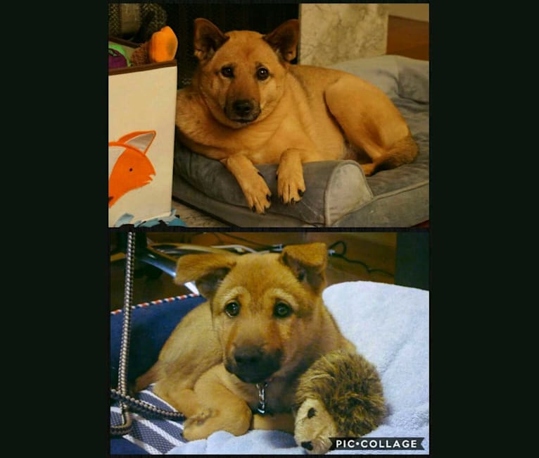 embark dog dna test breed