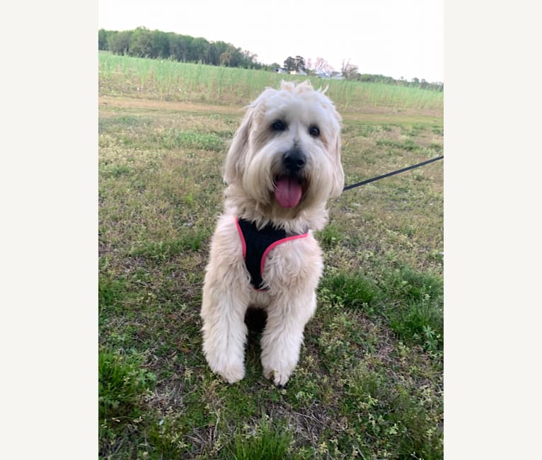 Lucy, a Soft Coated Wheaten Terrier tested with EmbarkVet.com