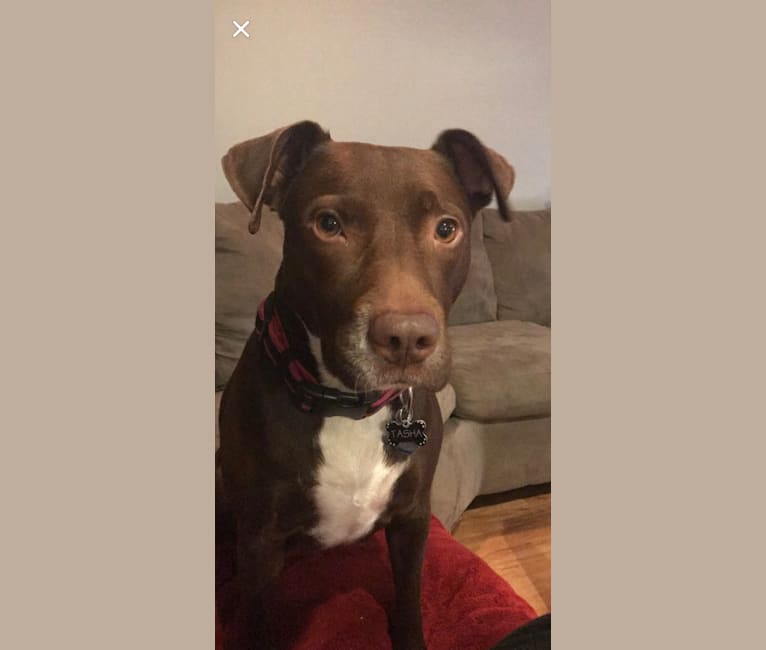 Photo of Tasha, a Labrador Retriever and American Pit Bull Terrier mix in St Clair Shores, Michigan, USA