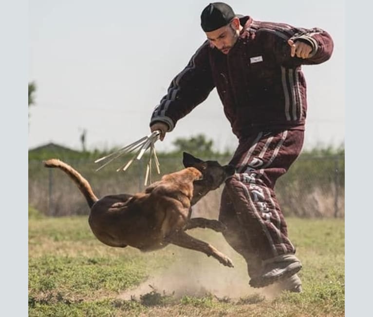 Photo of Kahn, a Belgian Shepherd  in Conway, Arkansas, USA