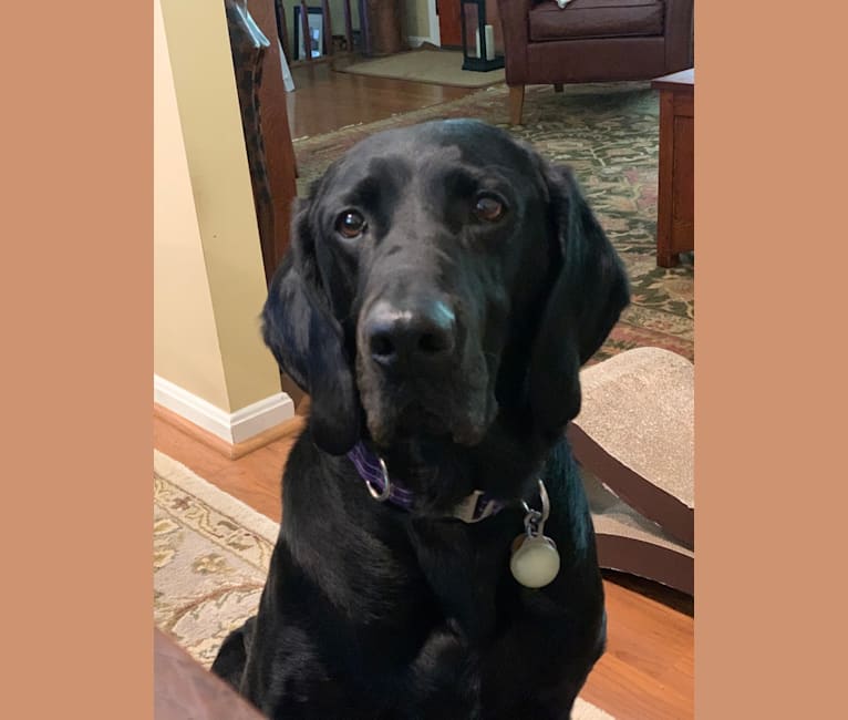 Black lab irish setter deals