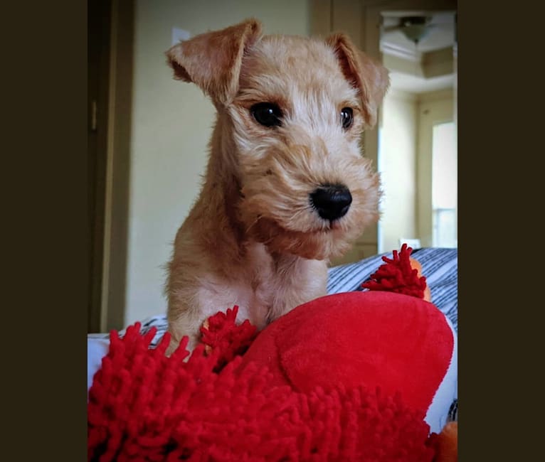 Chip, a Lakeland Terrier tested with EmbarkVet.com