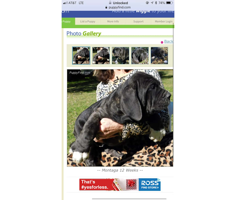 Photo of Taga, a Neapolitan Mastiff  in Clearwater, Florida, USA