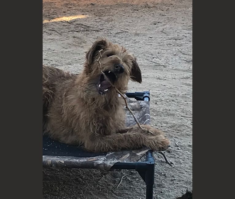 Photo of Limerick, an Irish Terrier  in California, USA